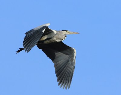 Blauwe Reiger - Grey Heron