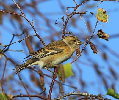 Keep - Brambling