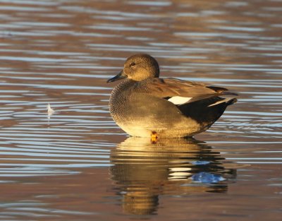 Krakeend - Gadwall