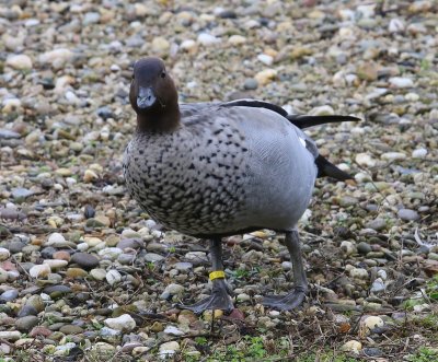 Manengans - Maned Duck