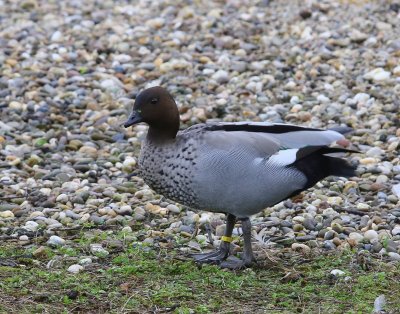 Manengans - Maned Duck