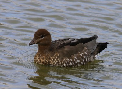 Manengans - Maned Duck