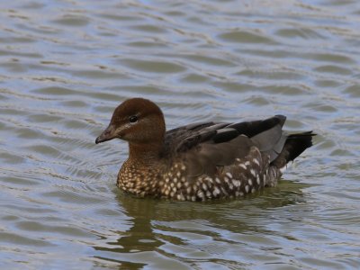 Manengans - Maned Duck