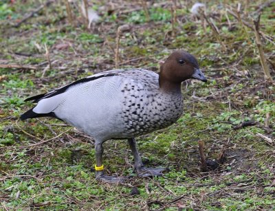 Manengans - Maned Duck