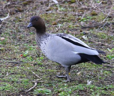 Manengans - Maned Duck