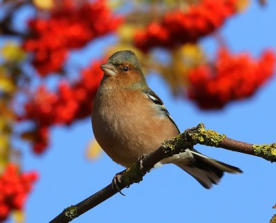 Vink - Chaffinch