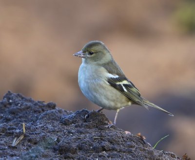 Vink - Chaffinch
