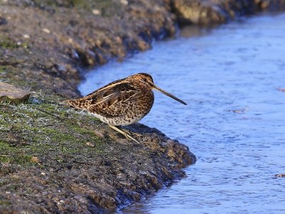 Watersnip - Common Snipe