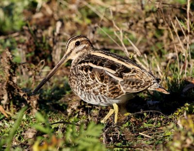 Watersnip - Common Snipe