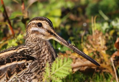 Watersnip - Common Snipe