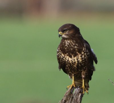 Buizerd - Common Buzzard