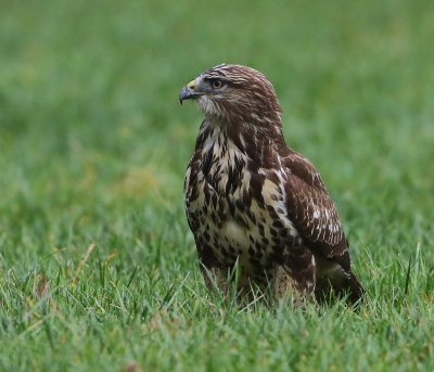 Buizerd - Common Buzzard
