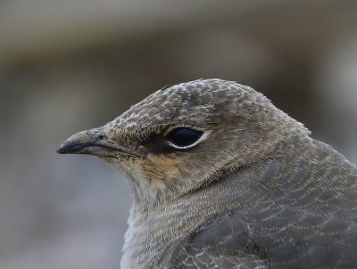 Steppevorkstaartplevier - Black-winged Pratincole