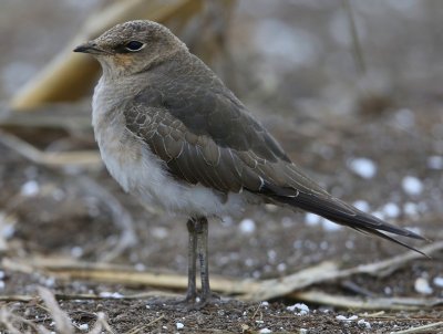 Steppevorkstaartplevier - Black-winged Pratincole