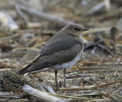 Steppevorkstaartplevier - Black-winged Pratincole