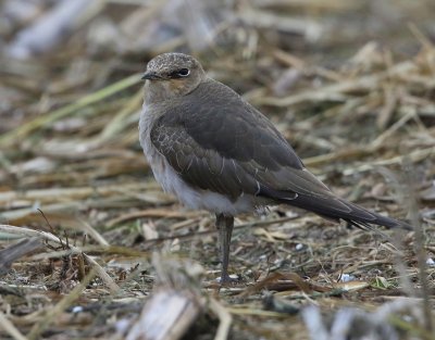 Steppevorkstaartplevier - Black-winged Pratincole