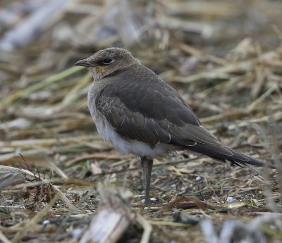 Steppevorkstaartplevier - Black-winged Pratincole