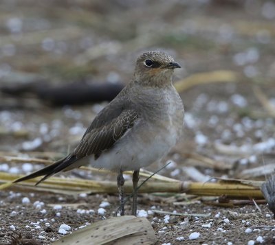 Steppevorkstaartplevier - Black-winged Pratincole