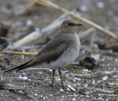 Steppevorkstaartplevier - Black-winged Pratincole