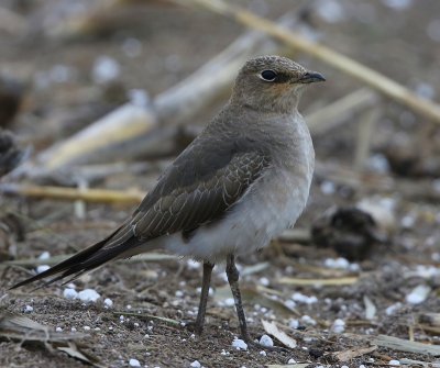 Steppevorkstaartplevier - Black-winged Pratincole