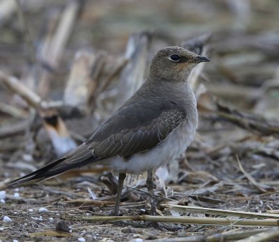 Steppevorkstaartplevier - Black-winged Pratincole