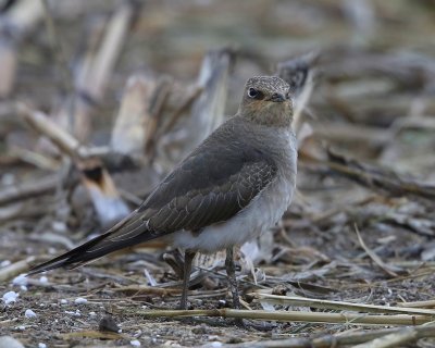 Steppevorkstaartplevier - Black-winged Pratincole