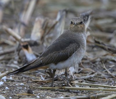 Steppevorkstaartplevier - Black-winged Pratincole