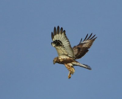 Ruigpootbuizerd - Rough-legged Buzzard