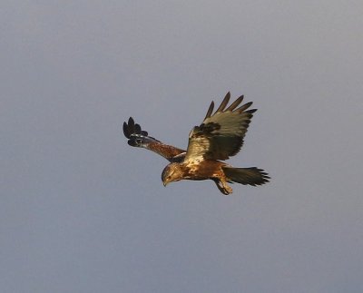 Ruigpootbuizerd - Rough-legged Buzzard