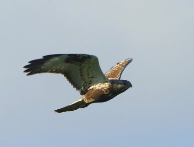 Ruigpootbuizerd - Rough-legged Buzzard