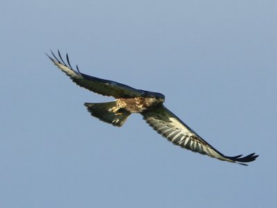 Ruigpootbuizerd - Rough-legged Buzzard