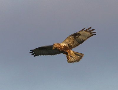 Ruigpootbuizerd - Rough-legged Buzzard