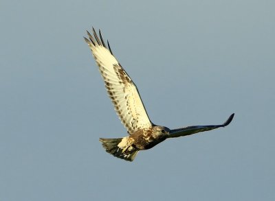 Ruigpootbuizerd - Rough-legged Buzzard