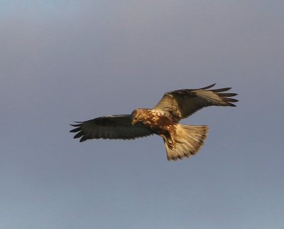 Ruigpootbuizerd - Rough-legged Buzzard.jpg