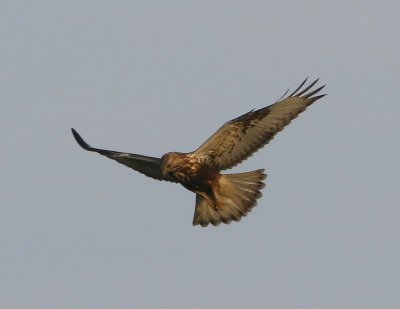 Ruigpootbuizerd - Rough-legged Buzzard