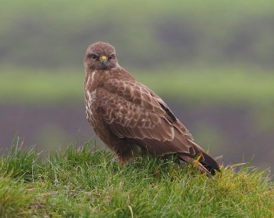 Buizerd - Common Buzzard