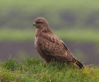 Buizerd - Common Buzzard
