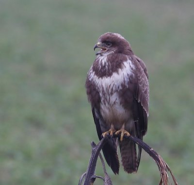 Buizerd - Common Buzzard