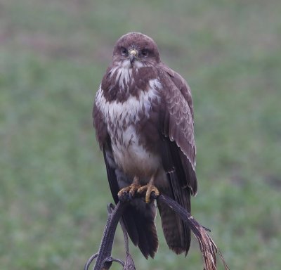 Buizerd - Common Buzzard