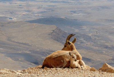 Mother and baby Ibex