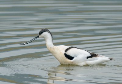 Avocet  ( Recurvirostra avosetta )