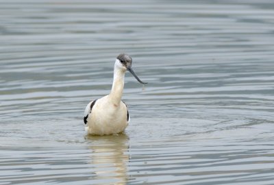 Avocet  ( Recurvirostra avosetta )