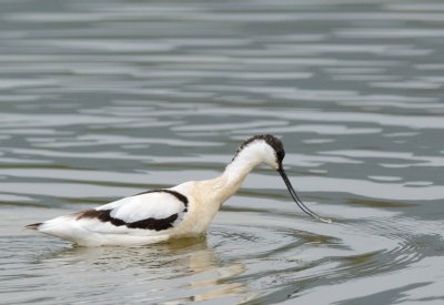 Avocet  ( Recurvirostra avosetta )