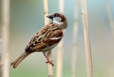 House Sparrow  ( Passer Domesticus )