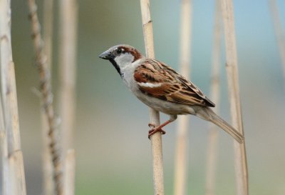 sparrows