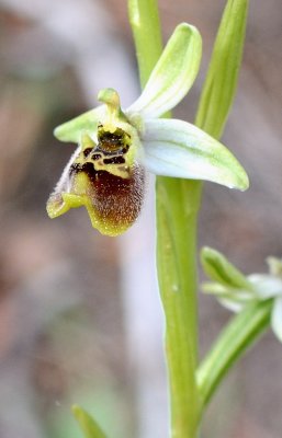  Carmel Bee-Orchid  (Ophrys carmeli ) 
