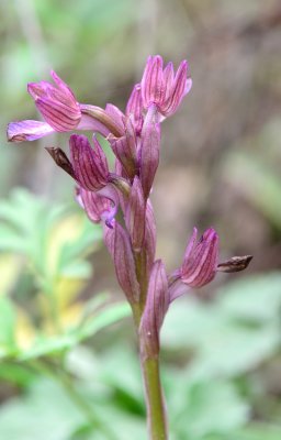  Pink Butterfly Orchid  ( Orchis caspia )