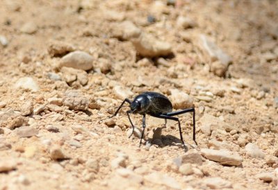 Negev Desert Beetle