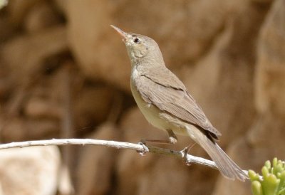 Olivaceous warbler (Hippolais pallida )