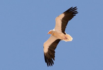 Egyptian Vulture  (Neophron percnopterus)